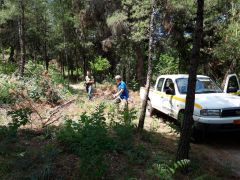 Δήμος Βέροιας: Προσβολές φλοιοφάγου εντόμου στα άλση του Δήμου Βέροιας