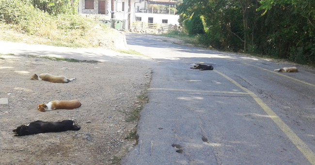 «Σκυλίσια μέρα»…