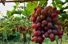  ΠΕΡΙΦΕΡΕΙΑΚΗ    ΕΝΟΤΗΤΑ  ΗΜΑΘΙΑΣ  : ΥΠΟΒΟΛΗ  ΔΗΛΩΣΕΩΝ ΣΥΓΚΟΜΙΔΗΣ ΣΤΑΦΥΛΙΩΝ ΕΩΣ ΤΗΝ 30Η ΝΟΕΜΒΡΙΟΥ 2019