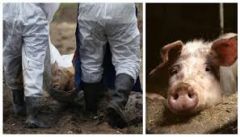 Π.Ε Ημαθίας: Ενημέρωση για την Αφρικανική Πανώλη των Χοίρων