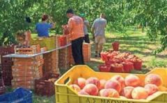 ΒΕΡΟΙΑ: Ευρεία σύσκεψη ροδακινοπαραγωγών στις 5 Νοέμβρη