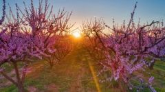 Reuters: Σε απελπισία οι Ελληνες παραγωγοί ροδάκινων εξαιτίας του Τραμπ