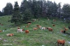 ΕΝΗΜΕΡΩΣΗ ΓΙΑ ΤΗΝ ΚΑΤΑΝΟΜΗ ΤΩΝ ΒΟΣΚΗΣΙΜΩΝ ΓΑΙΩΝ  Π.Ε. ΗΜΑΘΙΑΣ