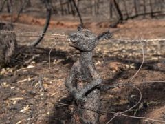 Ο καπιταλισμός είναι η αιτία (Με αφορμή τη συνεχιζόμενες πυρκαγιές στη Αυστραλία)