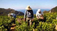 ΝΟΜΟΣΧΕΔΙΟ ΓΙΑ ΤΟΥΣ ΑΓΡΟΤΙΚΟΥΣ ΣΥΝΕΤΑΙΡΙΣΜΟΥΣ: Νέες αντιδραστικές ρυθμίσεις με τη σφραγίδα της ΚΑΠ της ΕΕ