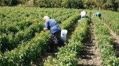 ΚΟ ΚΕΝΤΡΙΚΗΣ ΜΑΚΕΔΟΝΙΑΣ ΤΟΥ ΚΚΕ Ανακοίνωση για τη γυναίκα αγρότισσα με αφορμή την 8η Μάρτη . Παγκόσμια Ημέρα της Γυναίκας