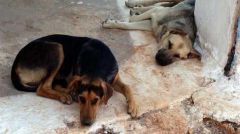 Επιχορήγηση 244 δήμων για την προστασία των αδέσποτων ζώων