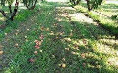 ΑΓΡΟΤΙΚΟΣ ΣΥΛΛΟΓΟΣ ΝΑΟΥΣΑΣ «ΜΑΡΙΝΟΣ ΑΝΤΥΠΑΣ»: Για τις καταστροφές από την «Θάλεια»