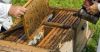Π.Ε Ημαθίας: Μέχρι τις 31 Δεκεμβρίου  2020 οι αιτήσεις για δήλωση κατεχομένων κυψελών μελισσοσμηνών  (διαχείμαση) 