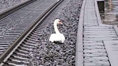 Κύκνος θρηνούσε το ταίρι του και σταμάτησε την κυκλοφορία των τρένων