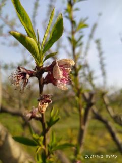 ΖΗΜΙΕΣ ΣΕ ΔΕΝΔΡΟΚΑΛΛΕΙΕΡΓΙΕΣ ΑΠΟ ΤΟΥΣ ΑΝΟΙΞΙΑΤΙΚΟΥΣ ΠΑΓΕΤΟΥΣ
