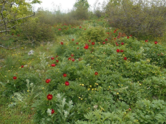 Παιώνιες Κράστας Σάββατο 8/5/2021