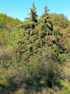 Στο Δάσος των Κέδρων, στο Γιαννακοχώρι Νάουσας, 28/4/2024 Η Β΄ , επίσημα, εκδρομή