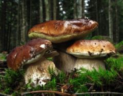 Μανιτάρια...