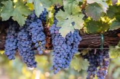 Άδειες Νέων Φυτεύσεων αμπέλου για το έτος 2023