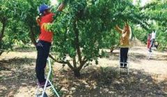 ΠΑΡΑΤΑΣΗ ΠΡΟΣΩΡΙΝΗΣ ΑΠΑΣΧΟΛΗΣΗΣ ΕΡΓΑΤΩΝ ΓΗΣ ΓΙΑ ΕΠΙΠΛΕΟΝ 90 ΗΜΕΡΕΣ