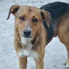 Ανακοίνωση Φιλοζωϊκού Όμιλου Ημαθίας