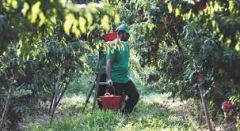 Για την έλλειψη εργατικών χεριών...