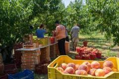 Βέροια: Σήμερα η πανελλαδική σύσκεψη ροδακινοπαραγωγών