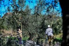 Διεκδικούν τα «σκήπτρα» στην πιο άγρια εκμετάλλευση