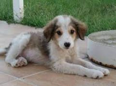 ΝΕΟ ΔΙΟΙΚΗΤΙΚΟ ΣΥΜΒΟΥΛΙΟ  ΣΤΟ ΦΙΛΟΖΩΙΚΟ ΟΜΙΛΟ ΗΜΑΘΙΑΣ