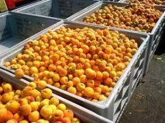 ΑΓΡΟΤΙΚΟΣ ΣΥΛΛΟΓΟΣ ΓΕΩΡΓΩΝ ΒΕΡΟΙΑΣ : Είναι περισσότερο από απαραίτητο να υπάρξει μια γενναία αύξηση στην τιμή του συμπύρηνου φέτος