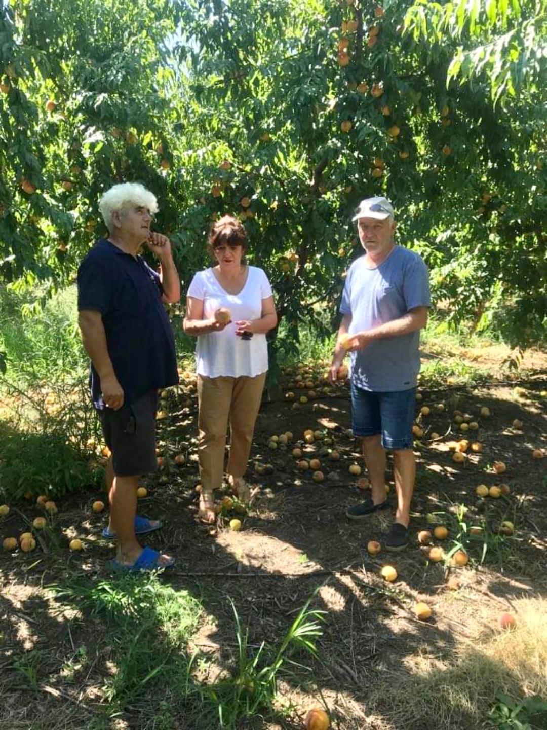 Φρόσω Καρασαρλίδου: Η δραματική κατάσταση στο θέμα του συμπύρηνου ροδάκινου αφορά όλη την κοινωνία