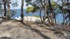 Παράταση της απαγόρευσης μετακίνησης στα δάση