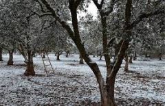 Λήψη μέτρων  υπέρ των  Επιχειρήσεων λόγω ζημιών εκ  του παγετού 2021