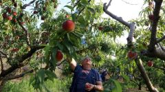 ΒΕΡΟΙΑ: Πανελλαδική σύσκεψη ροδακινοπαραγωγών στις 22 Σεπτέμβρη