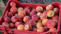 ΕΠΙΚΑΙΡΗ ΕΡΩΤΗΣΗ ΤΟΥ ΚΚΕ: Απούλητη παραμένει η σοδειά των ροδακινοπαραγωγών ενώ οι τιμές είναι κάτω από το τεράστιο κόστος παραγωγής