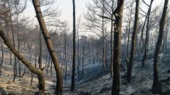 «Πράσινες» μπίζνες