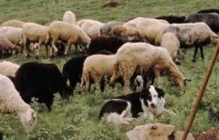 Πραγματοποιήθηκε συνάντηση στο Δημαρχείο Βέροιας μεταξύ των αρμόδιων φορέων σχετικά με την διαχείριση των σκύλων φύλαξης ποιμνίων