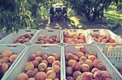 ΑΓΡΟΤΙΚΟΣ ΣΥΛΛΟΓΟΣ  ΓΕΩΡΓΩΝ ΒΕΡΟΙΑΣ : Ο  ΛΟΓΟΣ ΠΛΕΟΝ ΣΤΟΥΣ ΑΓΡΟΤΕΣ…