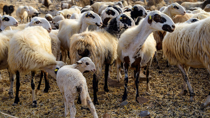 Ευλογιά των αιγοπροβάτων: Ορισμένες απαντήσεις στα «αντιεμβολιαστικά» παραμύθια της κυβέρνησης