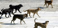Επίθεση αδέσποτων σκύλων σε μαθητές στη Βέροια κατά τη διάρκεια σχολικής μετακίνησης