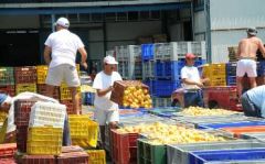 ΡΟΔΑΚΙΝΟΠΑΡΑΓΩΓΟΙ: Πουλούν κοψοχρονιά τον κόπο τους σε βιομήχανους και εμπόρους