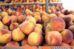 Νέα μεγάλη μείωση στο εισόδημά τους από τις χαμηλές τιμές παραγωγού