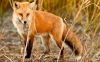 Συνεχίζεται η ρίψη εμβολιακών δολωμάτων κατά της Λύσσας για τις κόκκινες αλεπούδες