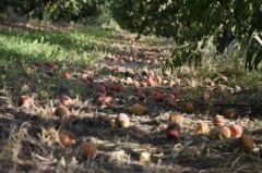 Ανακοίνωση βουλευτών του ΣΥΡΙΖΑ: Η  θεομηνία του Ιουλίου σε Ημαθία, Πέλλα, Κοζάνη, Πιερία