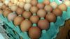 ΓΕΡΜΑΝΙΑ - ΟΛΛΑΝΔΙΑ - ΒΕΛΓΙΟ: Διαστάσεις διατροφικού σκανδάλου λαμβάνει η υπόθεση με τα μολυσμένα αυγά