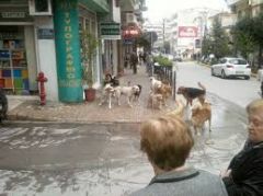 Άνθρωποι και …αδέσποτα