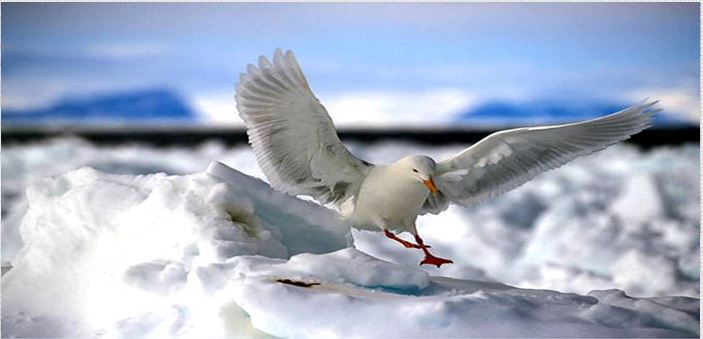 Ν’ ανοίξουμε τα φτερά μας! (Χριστουγεννιάτικο διήγημα)