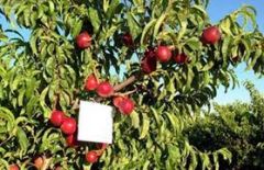 Εκδήλωση για το «Κομφούζιο» 