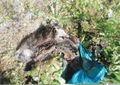 Τηρεί το Νόμο ο Δήμος Βέροιας για τα αδέσποτα ζώα;