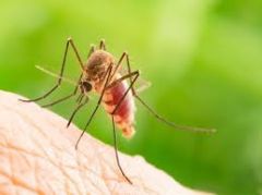 Και πάλι για ΙΟ ΔΥΤΙΚΟΥ ΝΕΙΛΟΥ