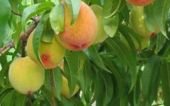 Αναρτήθηκε ο προσωρινός πίνακας αποτελεσμάτων της δράσης "Κομφούζιο"