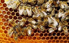 Π.Ε Ημαθίας: Μέχρι τις 21 Ιανουαρίου 2019 οι αιτήσεις για αντικατάσταση κυψελών και στήριξης της νομαδικής μελισσοκομίας