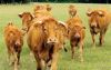 Φωνή αγωνίας από τους κτηνοτρόφους του νομού μας