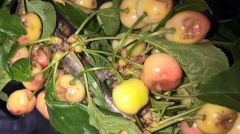 Ανακοίνωση ΕΛΓΑ για ζημιες  στη Δημοτική Ενότητα Μακεδονίδος Δήμου Βέροιας  